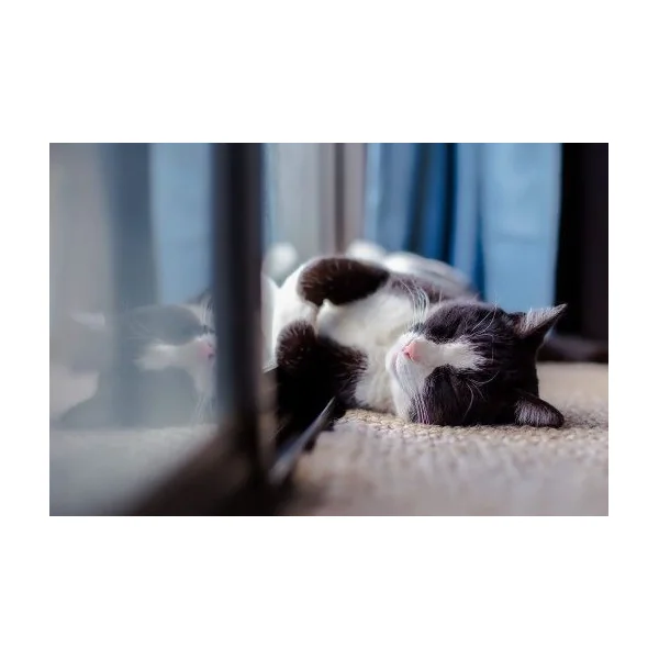 Acalma Gatos Difusor y Recambio 48 ml