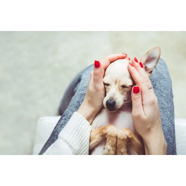 Acalma perros spray tranquilizante 60 ml