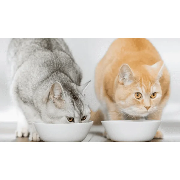 ADD ONE sabor salmón pasta gatos ayuda toma de medicamentos 30x10 g