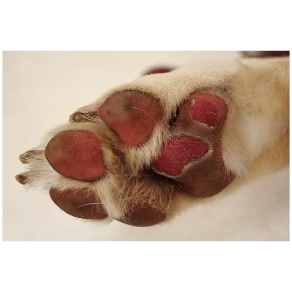 Ado Film Cicatrizante 60 g Perros Gatos