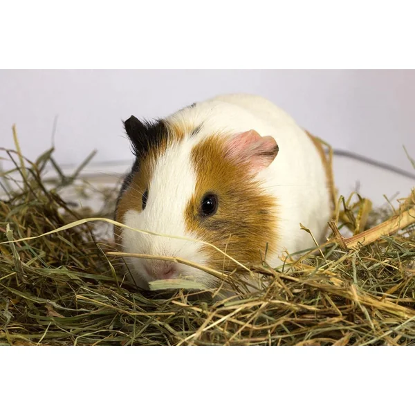 Alfalfa Natural 700/800 gramos