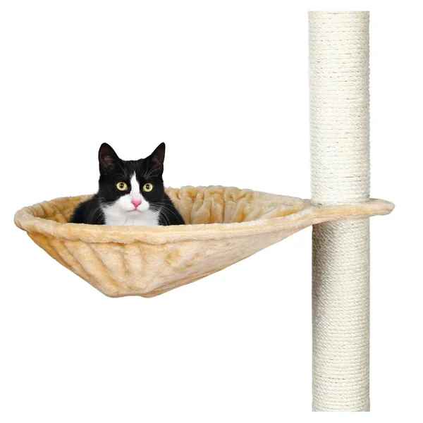 Aprovecha hasta un 40% de descuento en Trixie Hamaca Repuesto Rascadores al comprar en Productos Para Gatos España.