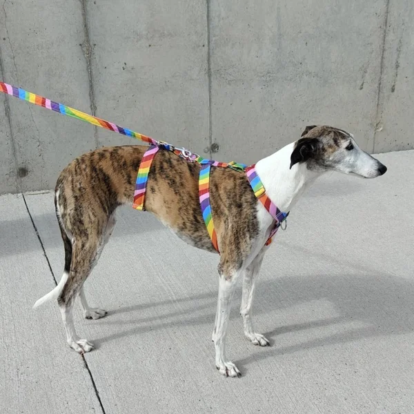 Arnés Antiescape Orgullo arcoíris para perros