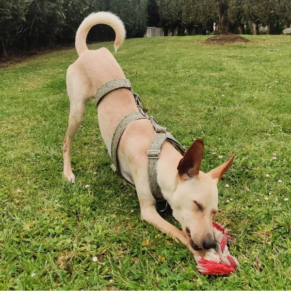 Arnés Antitirones Tres Puntos Fresas Verde