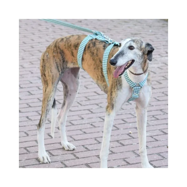 Arnés Antitirones Tres Puntos Vichy Verde| Collares Perrunos
