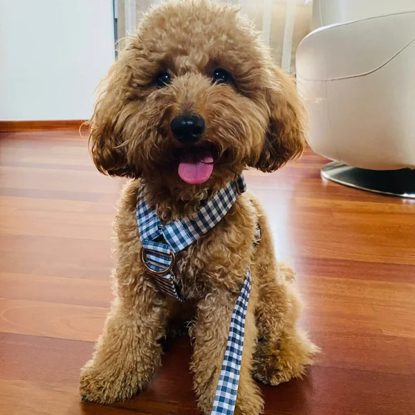 Arnés Anti-tirones Vichy Azul clásico para perros