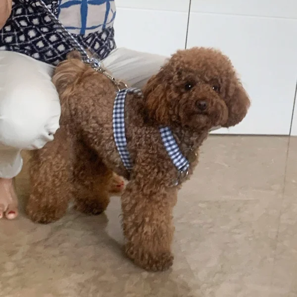 Arnés Anti-tirones Vichy Azul clásico para perros