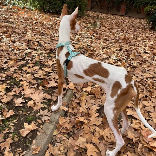Arnés Anti-tirones Vichy Verde para perros