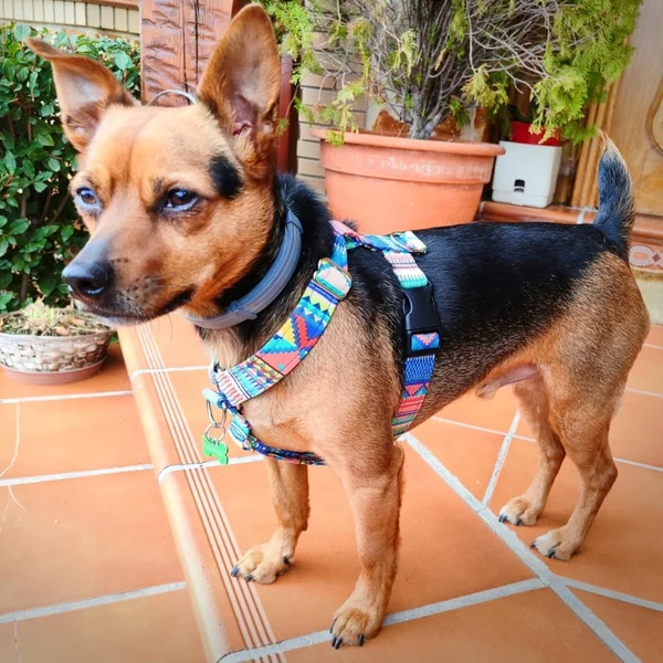 Arnés Anti-tirones Étnico Azul para perros