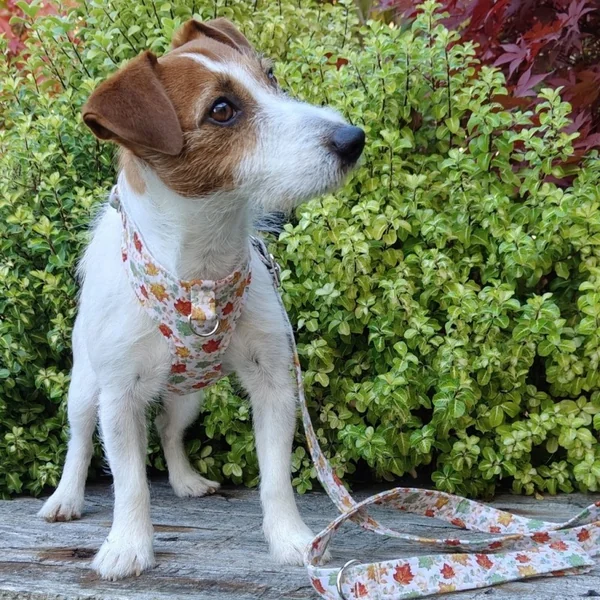 Arnés Chest Hojas para perros pequeños
