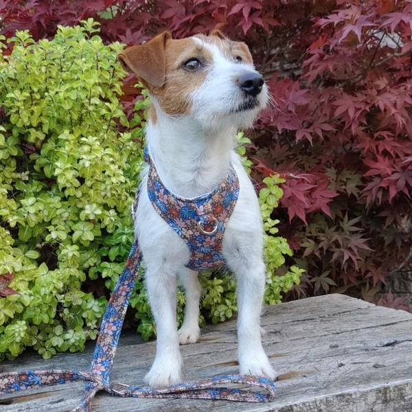 Arnés Chest Jardín para perros pequeños