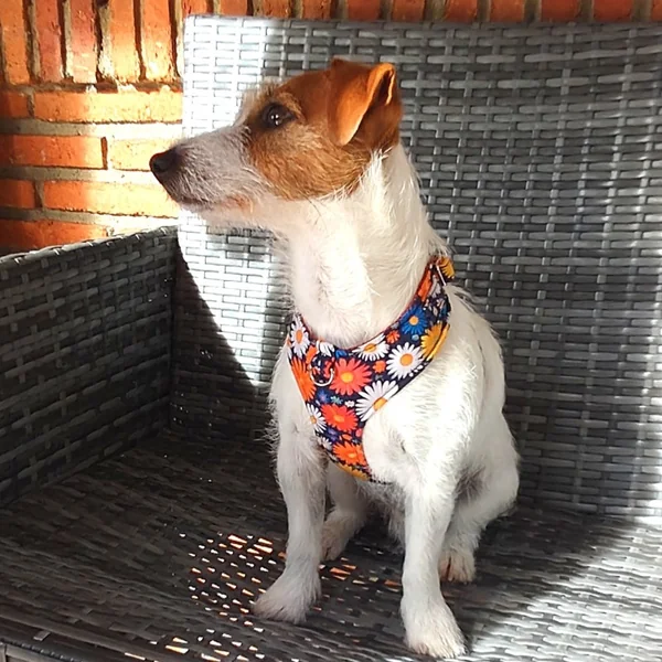 Arnés Chest Margaritas para perros