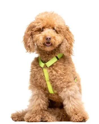 Arnés clásico para Perro Lima Dukier