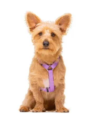 Arnés clásico para perros Dukier Violeta S