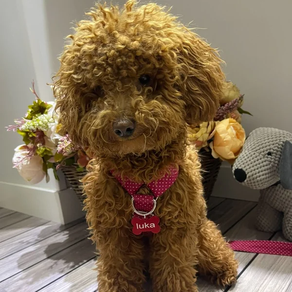 Arnés de Perro Personalizado Dos Puntos Topitos
