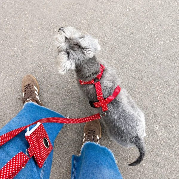 Arnés de Perro Personalizado Dos Puntos Topitos