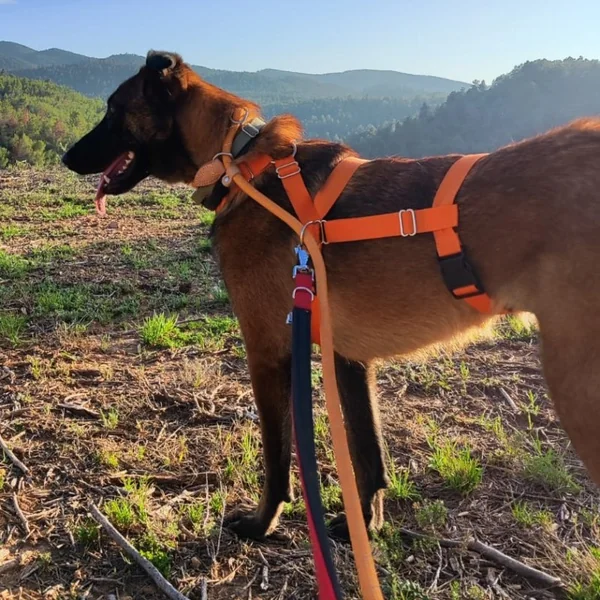 Arnés de Perro Tres Puntos Naranja