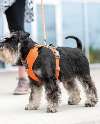 Arnés DOG Copenhagen Comfort Walk Pro™ nuevo V3