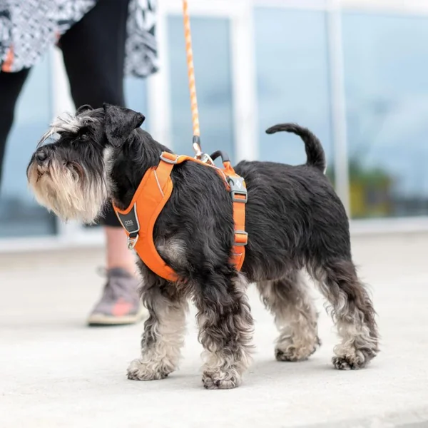 Arnés DOG Copenhagen Comfort Walk Pro™ nuevo V3