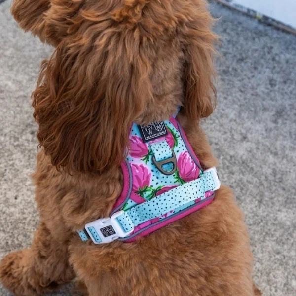 Arnés para perro todoterreno peony