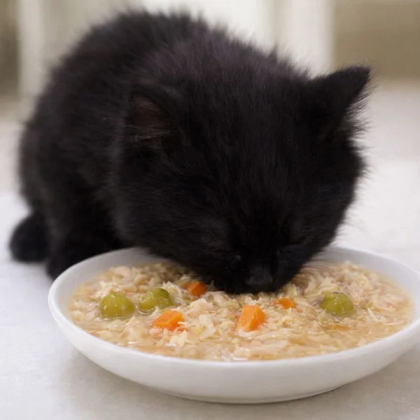 Arquivet Pollo en salsa para gatos – Lata 80 g