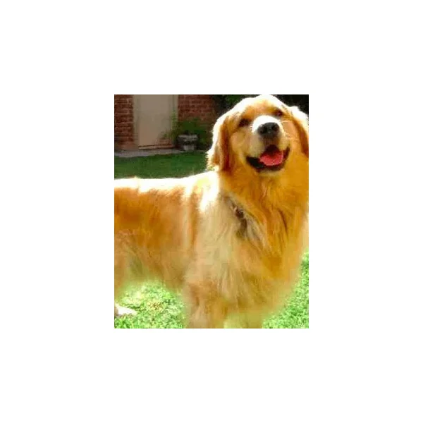Artero Cepillo Púa Larga Metal perros y gatos