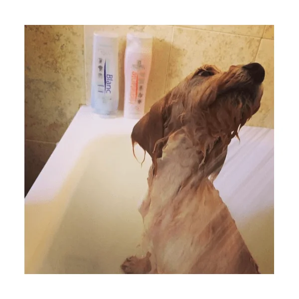 Artero Champú Hidratante para perros