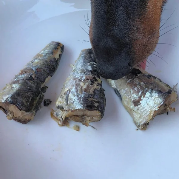 Canumi Sardinas al natural para perros | Conserva Natural para Perros