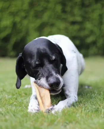 Caravaca de ternera para perros | Snack natural duro