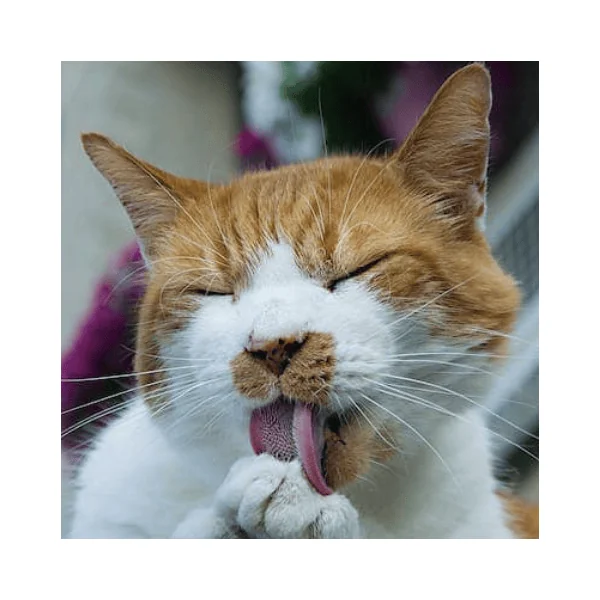 CATMALT malta gatos elimina bolas de pelo 100 g