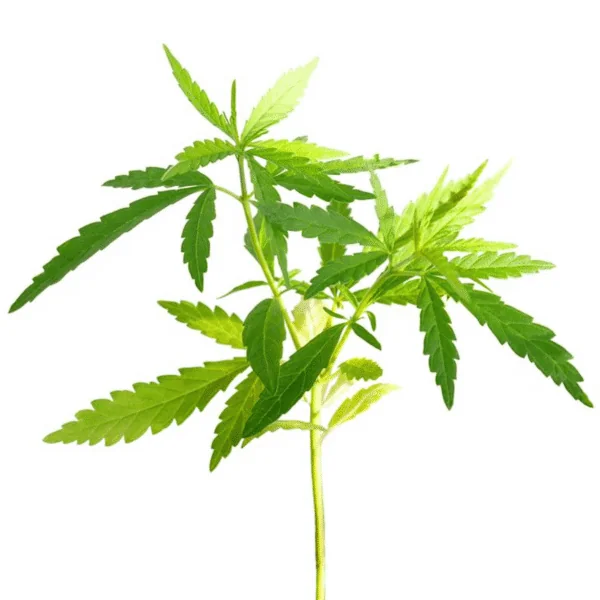 CBD wow perros gatos 5% 10 ml