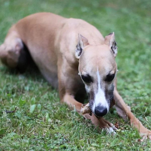 Cecina de Ternera Retorcida – Snack Natural para Perros