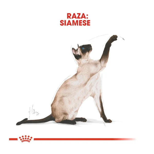 Celebra nuevos recuerdos con un Royal Canin Adult Siamese Pienso Para Gatos - el regalo perfecto para cumpleaños y Navidad.