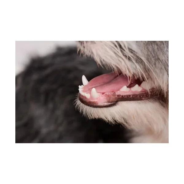 Cepillo dental perros y pasta dental 100 g