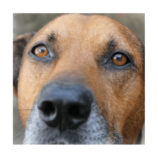 Colirio Ocular perros gatos Covetrus 10 ml