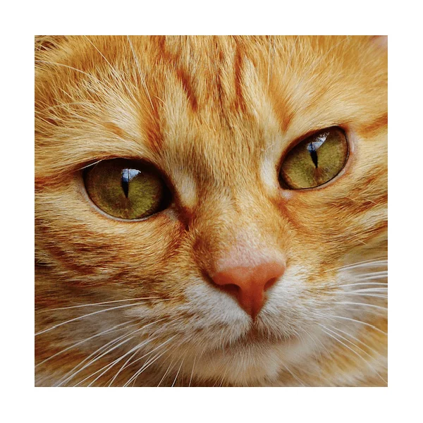 Colirio Ocular perros gatos Covetrus 10 ml