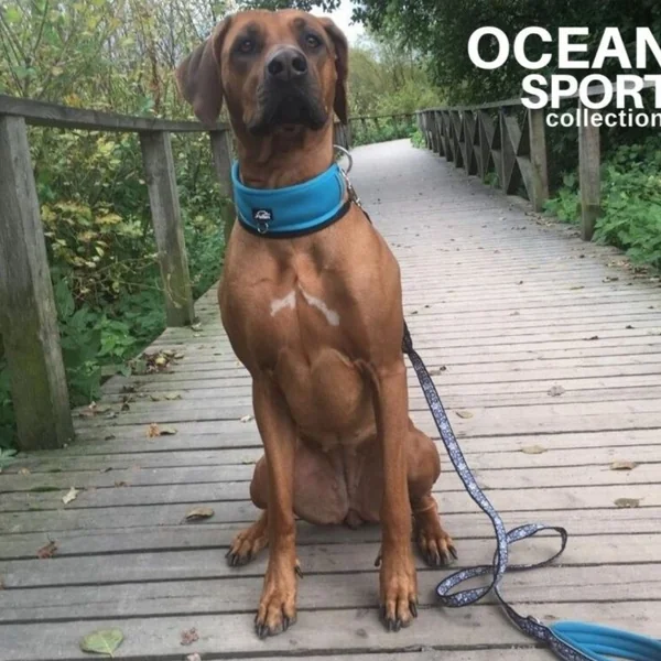 Collar acolchado Ocean Sport Turquesa
