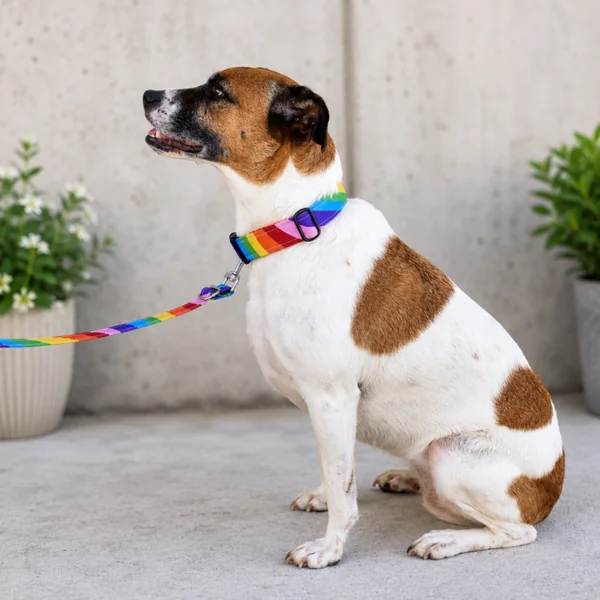 Collar de Click Orgullo para perros