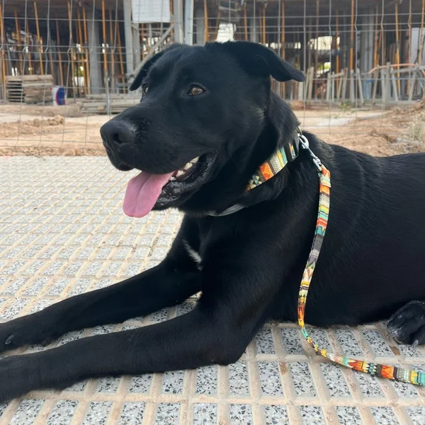 Collar de Nylon para Perro Click Etnico Naranja