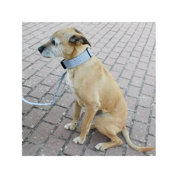 Collar de Nylon para Perro Click Pincel Azul