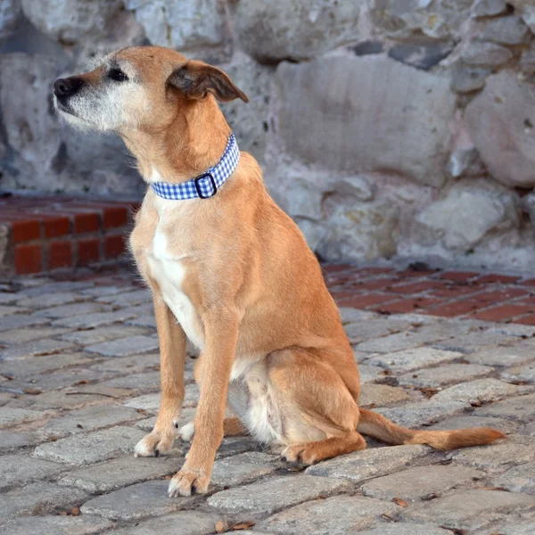 Collar de Nylon para Perro Click Vichy Azulón