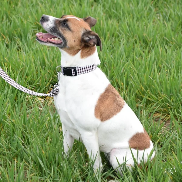 Collar de Nylon para Perro Click Vichy Chocolate