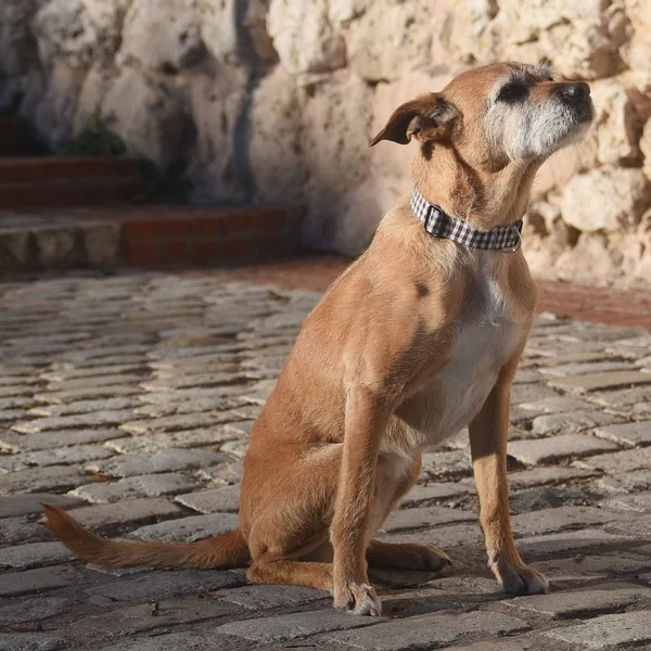 Collar de Nylon para Perro Click Vichy Chocolate