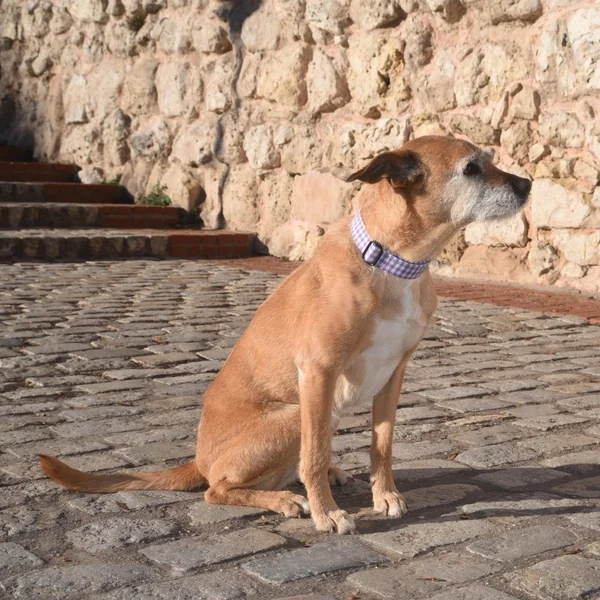Collar de Nylon para Perro Click Vichy Lila