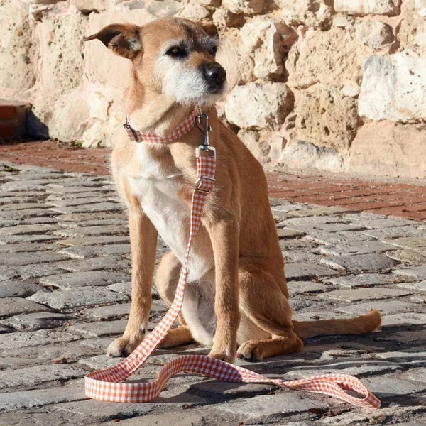 Collar de Nylon para Perro Click Vichy Naranja