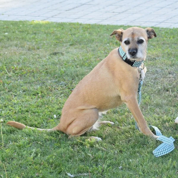 Collar de Nylon para Perro Click Vichy Verde