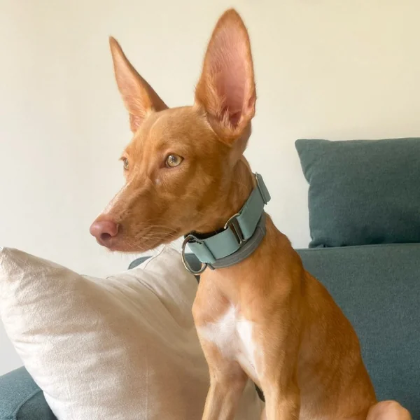 Collar Martingale Aguamarina