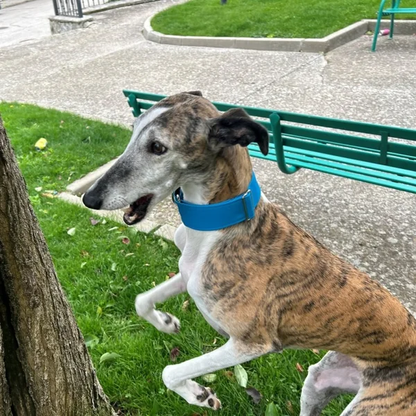Collar Martingale Azul