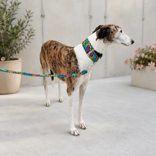 Collar Martingale Festival Print para perros