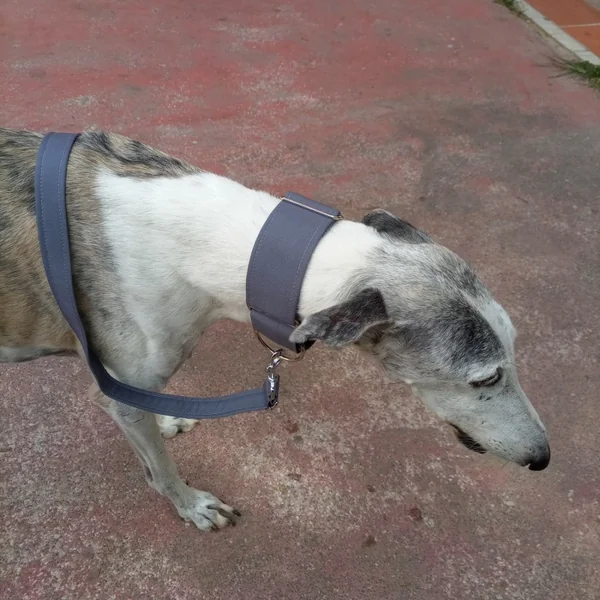 Collar Martingale Gris